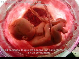 Ya completó nueve meses y está  listo para nacer.  En 40 semanas, lo que era apenas una simiente, se transformó en un ser humano. 