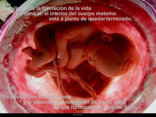 El milagro de la formación de la vida  humana en el interior del cuerpo materno  está a punto de quedar terminado.  En pocos días los pulmones  y la placenta se encargarán de dar la señal  de que ha llegado la hora del parto. 