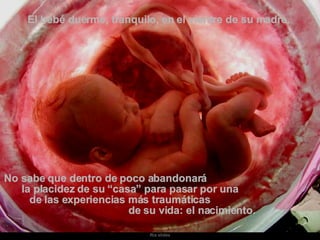 El bebé duerme, tranquilo, en el vientre de su madre.  No sabe que dentro de poco abandonará  la placidez de su “casa” para pasar por una  de las experiencias más traumáticas  de su vida: el nacimiento. 