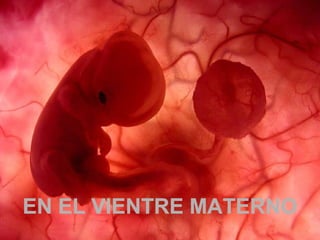 Um feto de poucas semanas encontra-seUm feto de poucas semanas encontra-se
no interior do útero de sua mãe.no interior do útero de sua mãe.
EN EL VIENTRE MATERNOEN EL VIENTRE MATERNO
 