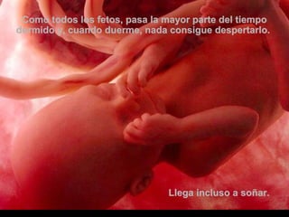 Como todos los fetos, pasa la mayor parte del tiempoComo todos los fetos, pasa la mayor parte del tiempo
dormido y, cuando duerme, nada consigue despertarlo.dormido y, cuando duerme, nada consigue despertarlo.
Llega incluso a soñar.Llega incluso a soñar.
 
