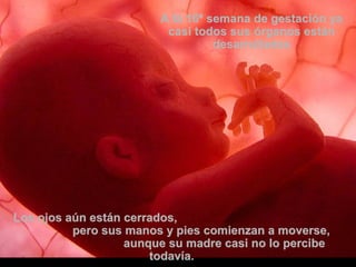 A la 16ª semana de gestación yaA la 16ª semana de gestación ya
casi todos sus órganos estáncasi todos sus órganos están
desarrolladosdesarrollados
Los ojos aún están cerrados,Los ojos aún están cerrados,
pero sus manos y pies comienzan a moverse,pero sus manos y pies comienzan a moverse,
aunque su madre casi no lo percibeaunque su madre casi no lo percibe
todavía.todavía.
 