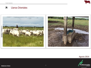 Fondo Ganadero 
Llanos Orientales 
11 
Agosto 2014 
 