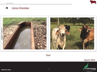 Fondo Ganadero 
Llanos Orientales 
12 
Agosto 2014 
Yopal 
 