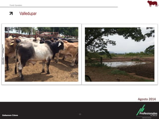 Fondo Ganadero 
Valledupar 
13 
Agosto 2014 
 