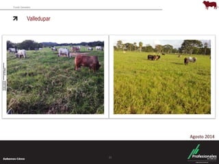 Fondo Ganadero 
Valledupar 
15 
Agosto 2014 
 