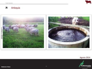 Fondo Ganadero 
Antioquia 
16 
Agosto 2014 
 