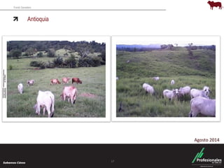 Fondo Ganadero 
Antioquia 
17 
Agosto 2014 
 