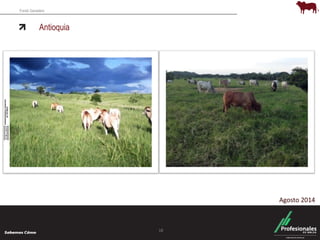 Fondo Ganadero 
Antioquia 
18 
Agosto 2014 
 