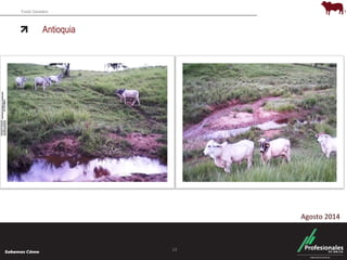 Fondo Ganadero 
Antioquia 
19 
Agosto 2014 
 