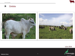 Fondo Ganadero 
Córdoba 
20 
Julio 2014 
 