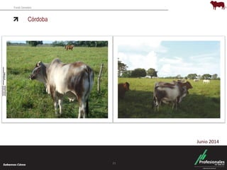 Fondo Ganadero 
Córdoba 
21 
Junio 2014 
 
