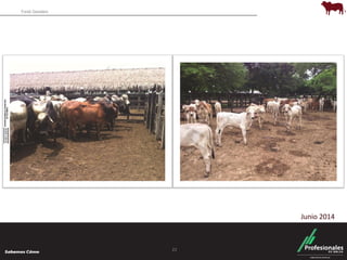 Fondo Ganadero 
22 
Junio 2014 
 