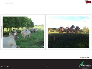 Fondo Ganadero 
24 
Mayo 2014 
 