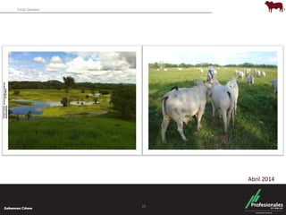 Fondo Ganadero 
25 
Abril 2014 
 