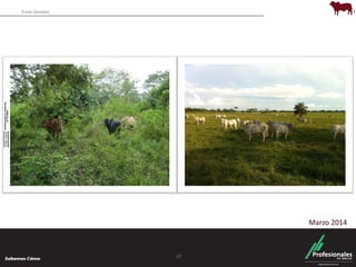 Fondo Ganadero 
27 
Marzo 2014 
 