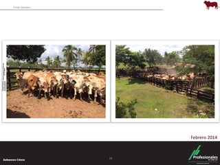 Fondo Ganadero 
28 
Febrero 2014 
 