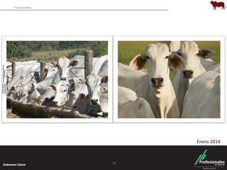 Fondo Ganadero 
29 
Enero 2014 
 