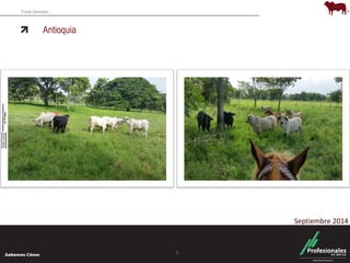 Fondo Ganadero 
Antioquia 
3 
Septiembre 2014 
 