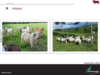 Fondo Ganadero 
Antioquia 
4 
Septiembre 2014 
 