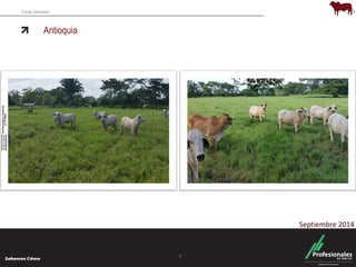 Fondo Ganadero 
Antioquia 
5 
Septiembre 2014 
 