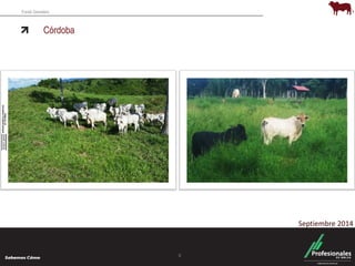 Fondo Ganadero 
Córdoba 
6 
Septiembre 2014 
 