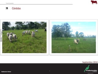 Fondo Ganadero 
Córdoba 
7 
Septiembre 2014 
 
