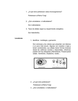 1. ¿A qué reino pertenecen estos microorganismos?
Pertenecen al Reino Fungi
2. ¿Son unicelulares o multicelulares?
Son multicelulares
3. Tipos de células según su requerimiento energético.
Son heterótrofos.
Levaduras
1. Identificar morfología y gemación.
Son cremosas y los colores que presentan son blancos
o un poco más oscuro. Algunas son rosadas o rojas y
tienen carotenoides, sus células tienen formas diversas
desde las esféricas ovoides y elipsoidales, cilíndricas
pueden ser muy alargadas y filamentosas. Poseenpared
celular, membrana, citoplasma, núcleo…
2. ¿A qué reino pertenecen?
Pertenecen al Reino Fungi
3. ¿Son unicelulares o multicelulares?
 
