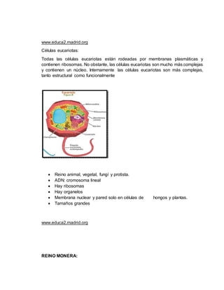 www.educa2.madrid.org
Células eucariotas:
Todas las células eucariotas están rodeadas por membranas plasmáticas y
contienen ribosomas. No obstante, las células eucariotas son mucho más complejas
y contienen un núcleo. Internamente las células eucariotas son más complejas,
tanto estructural como funcionalmente
 Reino animal, vegetal, fungí y protista.
 ADN: cromosoma lineal
 Hay ribosomas
 Hay organelos
 Membrana nuclear y pared solo en células de hongos y plantas.
 Tamaños grandes
www.educa2.madrid.org
REINO MONERA:
 
