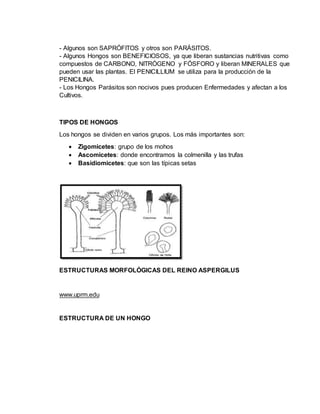 - Algunos son SAPRÓFITOS y otros son PARÁSITOS.
- Algunos Hongos son BENEFICIOSOS, ya que liberan sustancias nutritivas como
compuestos de CARBONO, NITRÓGENO y FÓSFORO y liberan MINERALES que
pueden usar las plantas. El PENICILLIUM se utiliza para la producción de la
PENICILINA.
- Los Hongos Parásitos son nocivos pues producen Enfermedades y afectan a los
Cultivos.
TIPOS DE HONGOS
Los hongos se dividen en varios grupos. Los más importantes son:
 Zigomicetes: grupo de los mohos
 Ascomicetes: donde encontramos la colmenilla y las trufas
 Basidiomicetes: que son las típicas setas
ESTRUCTURAS MORFOLÓGICAS DEL REINO ASPERGILUS
www.uprm.edu
ESTRUCTURA DE UN HONGO
 