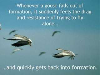 … and quickly gets back into formation. Whenever a goose falls out of formation, it suddenly feels the drag and resistance of trying to fly alone… 
