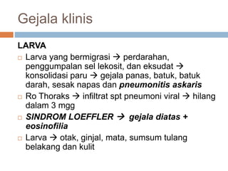 Gejala klinis
LARVA
 Larva yang bermigrasi  perdarahan,
penggumpalan sel lekosit, dan eksudat 
konsolidasi paru  gejala panas, batuk, batuk
darah, sesak napas dan pneumonitis askaris
 Ro Thoraks  infiltrat spt pneumoni viral  hilang
dalam 3 mgg
 SINDROM LOEFFLER  gejala diatas +
eosinofilia
 Larva  otak, ginjal, mata, sumsum tulang
belakang dan kulit
 