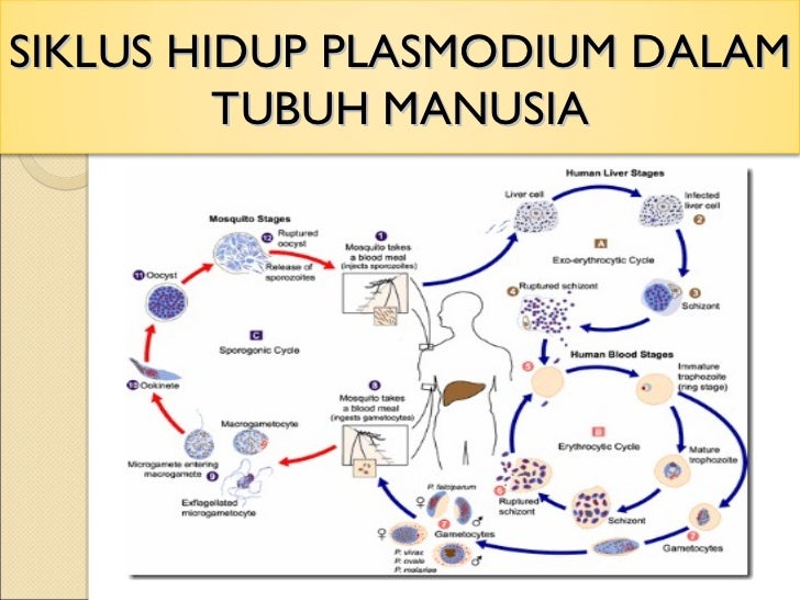 Askeb iv patologi malaria dalam kehamilan
