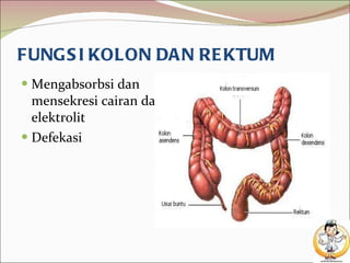 FUNGSI KOLON DAN REKTUM Mengabsorbsi dan mensekresi cairan dan elektrolit Defekasi  
