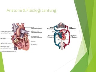 Anatomi & Fisiologi Jantung
 