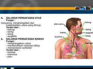 A. SALURAN PERNAFASAN ATAS
Fungsi :
menyaring, menghangatkan dan
melembabkan udara yang dihirup.
Terdiri dari :
- hidung
- faring
- laring
- epiglottis
A. SALURAN PERNAFASAN BAWAH
Fungsi :
- menghangatkan udara
- membersihkan mukuosa cilliary
- memproduksi surfactan
Terdiri dari :
- trachea
- bronchus
- paru
 