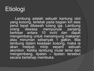 Etiologi
Lambung adalah sebuah kantung otot
yang kosong, terletak pada bagian kiri atas
perut tepat dibawah tulang iga. Lambung
orang dewasa mempunyai panjang
berkisar antara 10 inchi dan dapat
mengembang untuk menampung makanan
atau minuman sebanyak 1 gallon. Bila
lambung dalam keadaan kosong, maka ia
akan melipat, mirip seperti sebuah
akordion. Ketika lambung mulai terisi dan
mengembang, lipatan – lipatan tersebut
secara bertahap membuka.
 