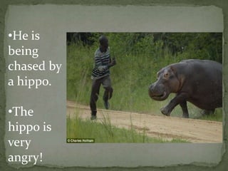 •He is
being
chased by
a hippo.
•The
hippo is
very
angry!