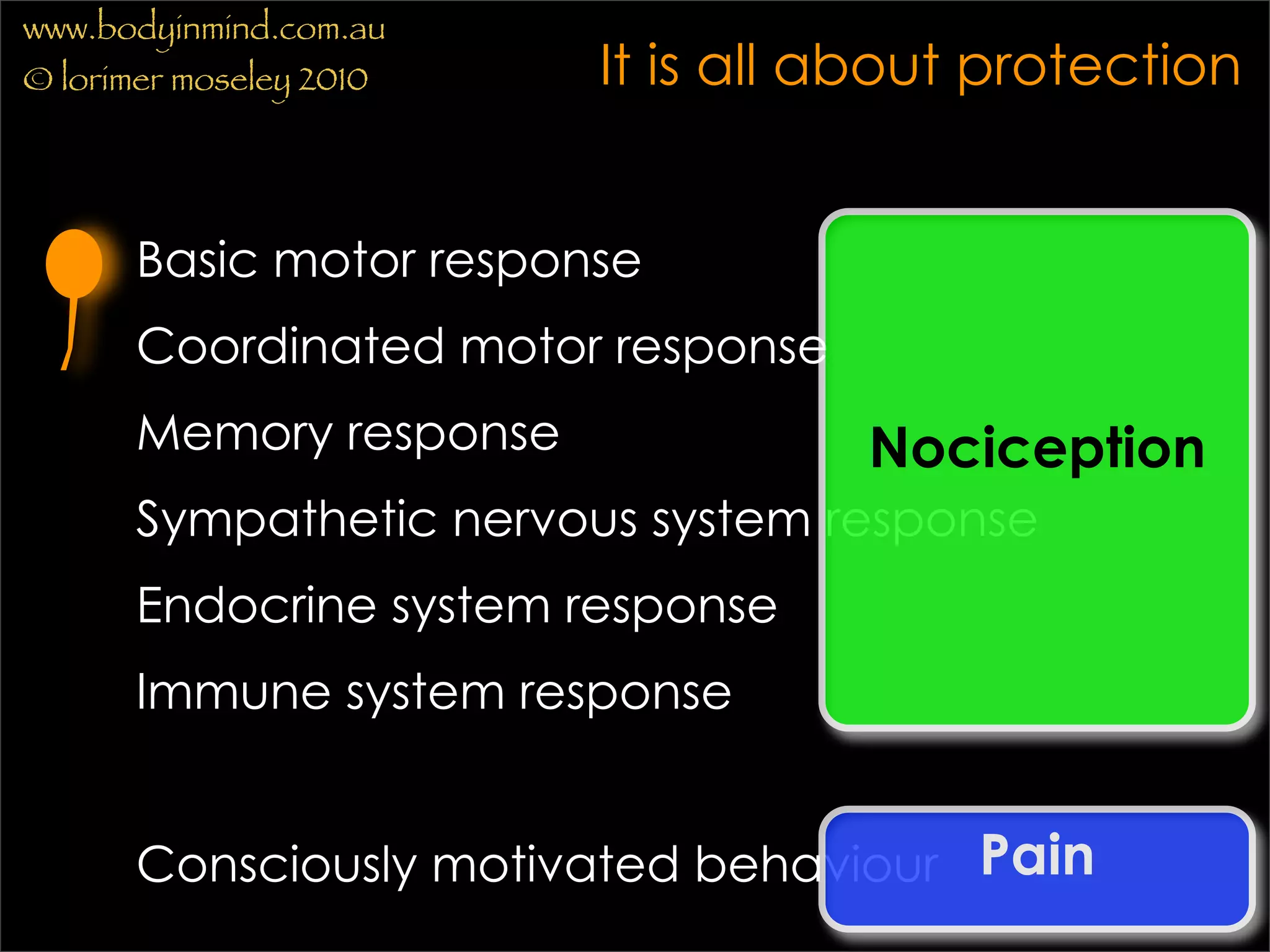 www.bodyinmind.com.au
© lorimer moseley 2010   It is all about protection


       Basic motor response
       Coordinated motor response
       Memory response              Nociception
       Sympathetic nervous system response
       Endocrine system response
       Immune system response


       Consciously motivated behaviour Pain
 