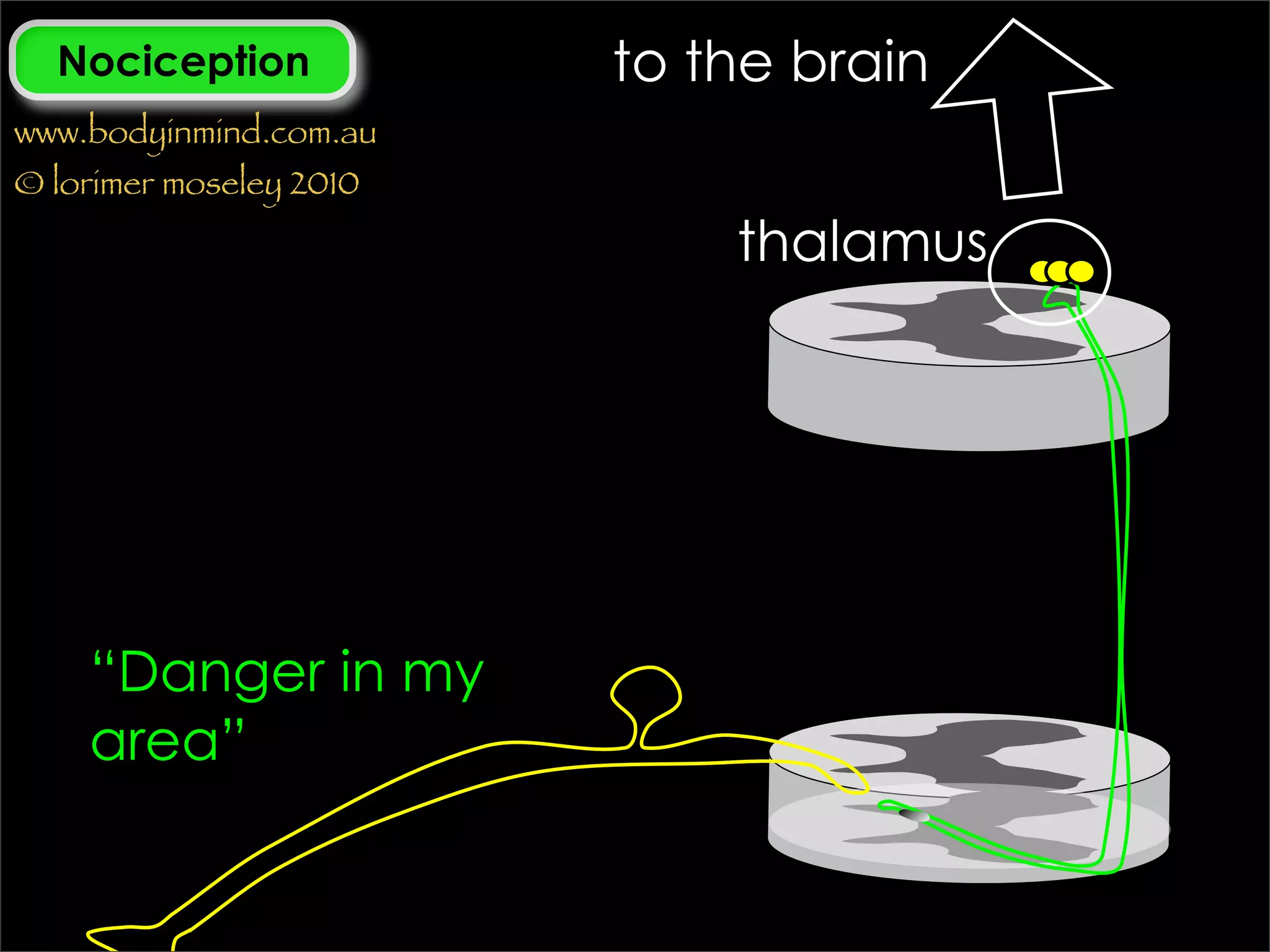 Nociception            to the brain
www.bodyinmind.com.au
© lorimer moseley 2010

                             thalamus




    “Danger in my
    area”
 