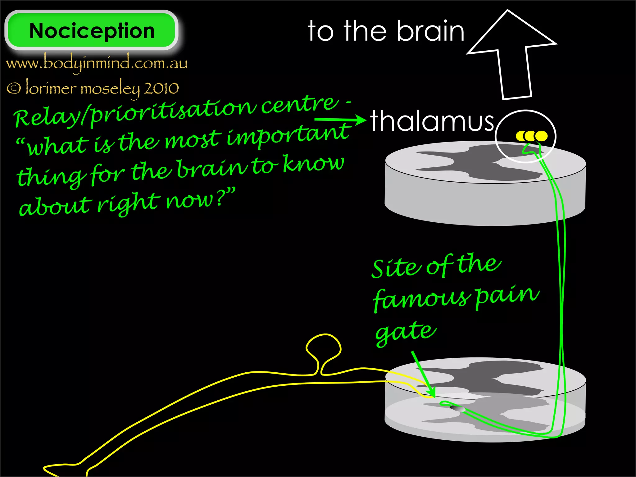 Nociception             to the brain
www.bodyinmind.com.au
© lorimer moseley 2010
                              -
Relay/prio  ritisation centre
                           ant    thalamus
“what i s the most import
                         know
thin g for the brain to
                    ”
about right now?

                                  Site of the
                                  famous pain
                                  gate
 