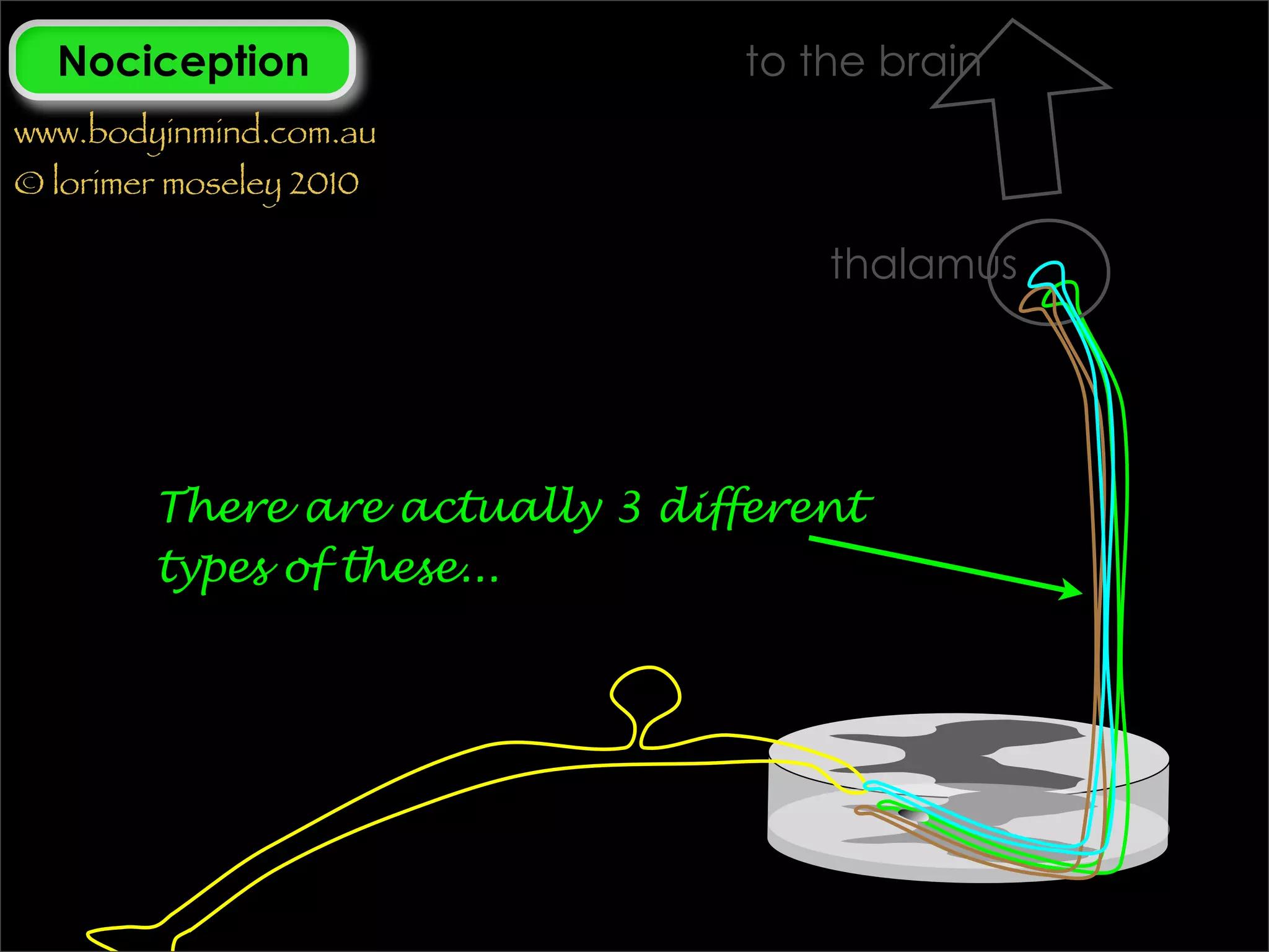 Nociception                   to the brain
www.bodyinmind.com.au
© lorimer moseley 2010

                                    thalamus




        There are actually 3 different
        types of these...
 