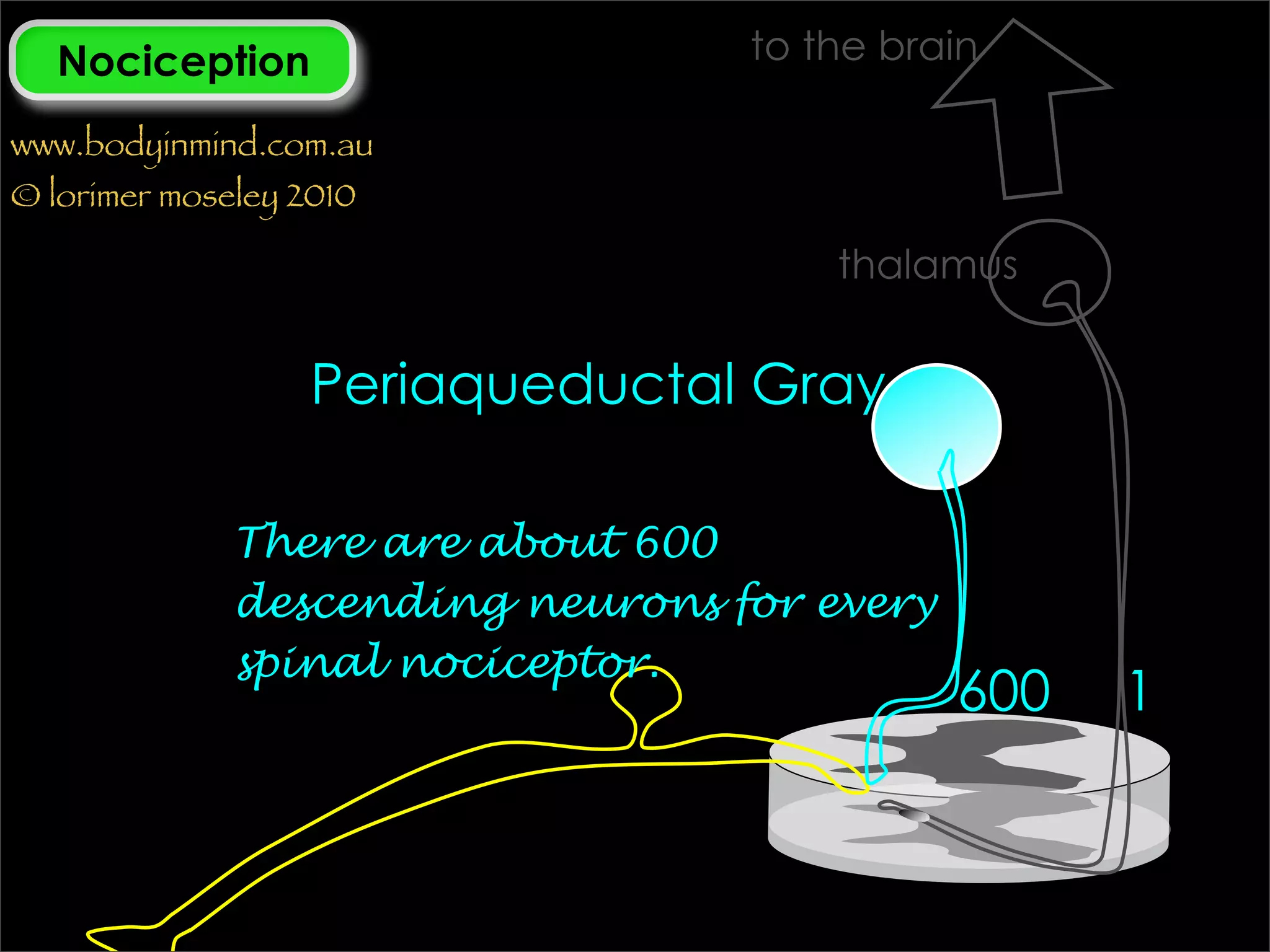 Nociception                     to the brain

www.bodyinmind.com.au
© lorimer moseley 2010

                                      thalamus


                   Periaqueductal Gray

              There are about 600
              descending neurons for every
              spinal nociceptor.
                                             600   1
 