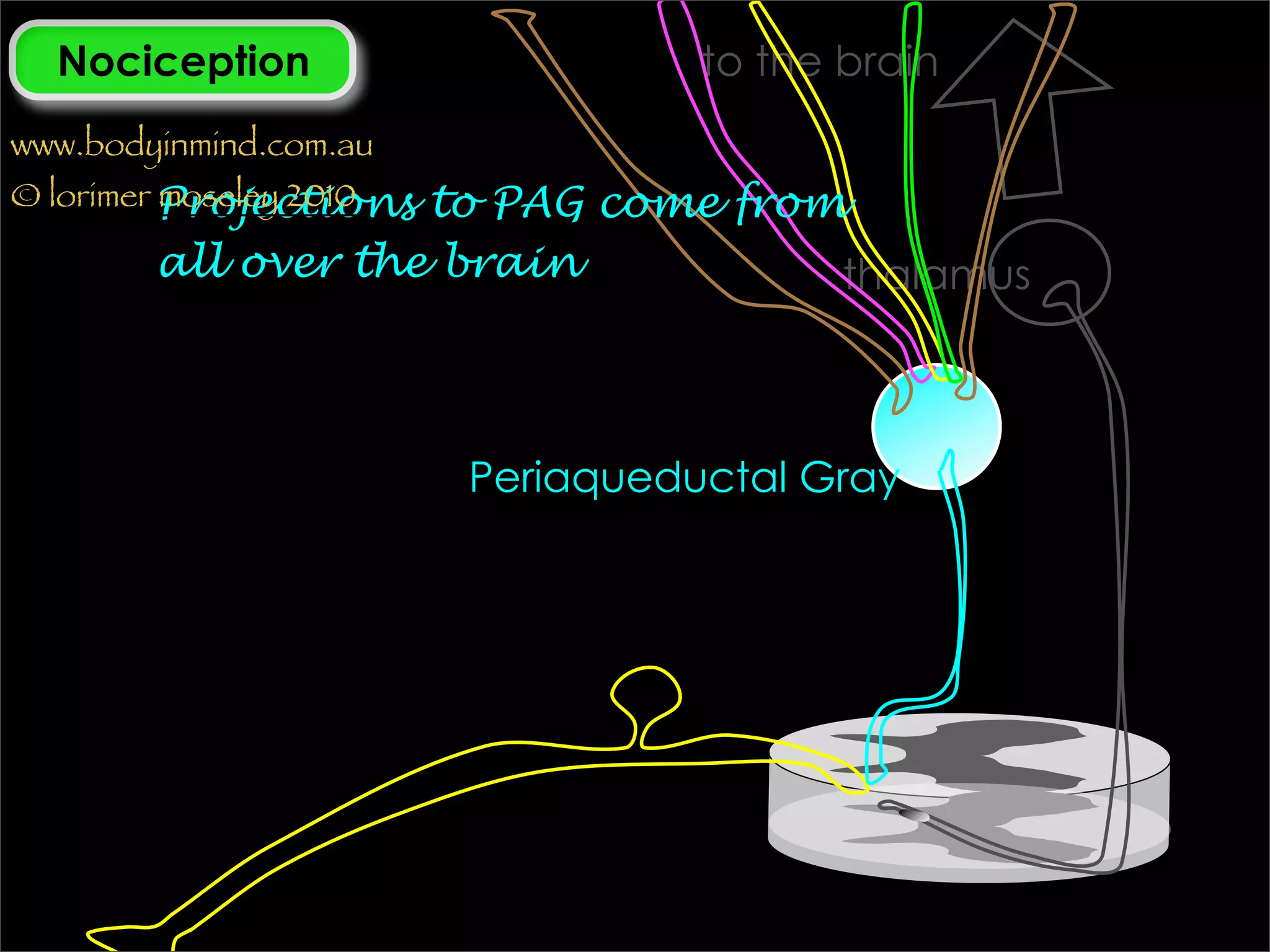 Nociception                      to the brain
www.bodyinmind.com.au
© lorimer Projections
                    to PAG come from
          moseley 2010

        all over the brain          thalamus



                         Periaqueductal Gray
 