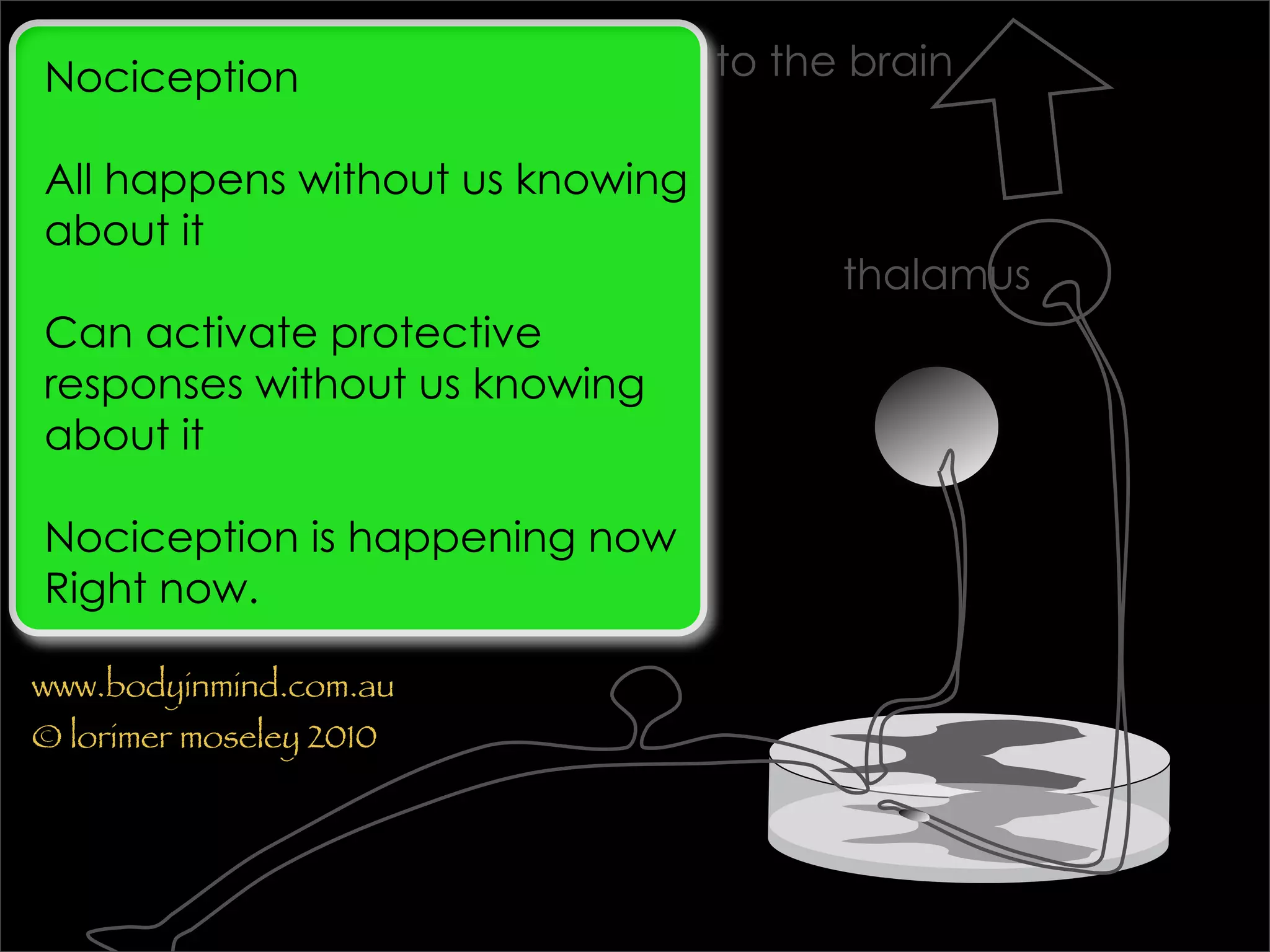 Nociception                      to the brain

All happens without us knowing
about it
                                       thalamus
Can activate protective
responses without us knowing
about it

Nociception is happening now
Right now.

www.bodyinmind.com.au
© lorimer moseley 2010
 
