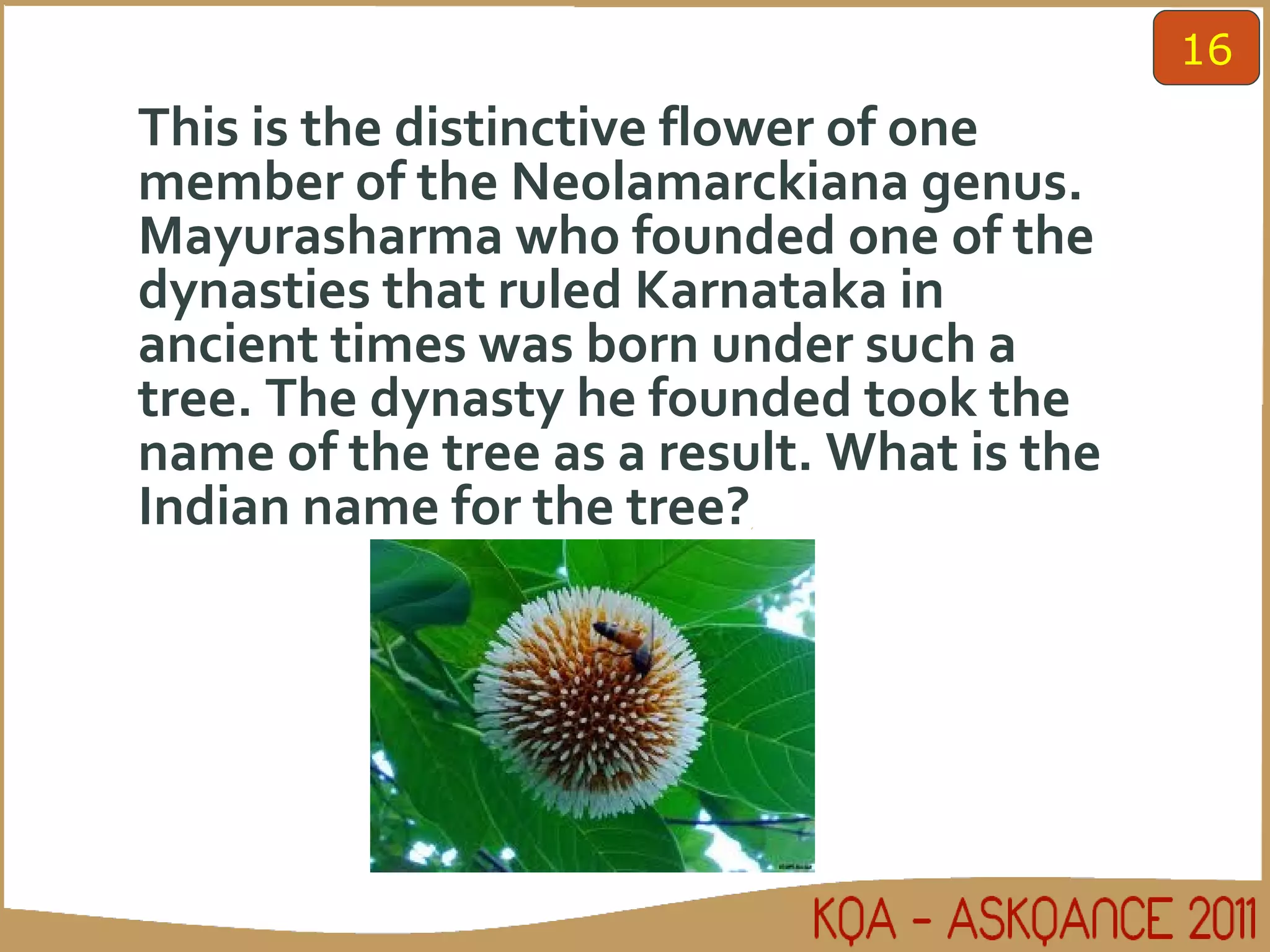 This is the distinctive flower of one member of the Neolamarckiana genus. Mayurasharma who founded one of the dynasties that ruled Karnataka in ancient times was born under such a tree. The dynasty he founded took the name of the tree as a result. What is the Indian name for the tree? 16 