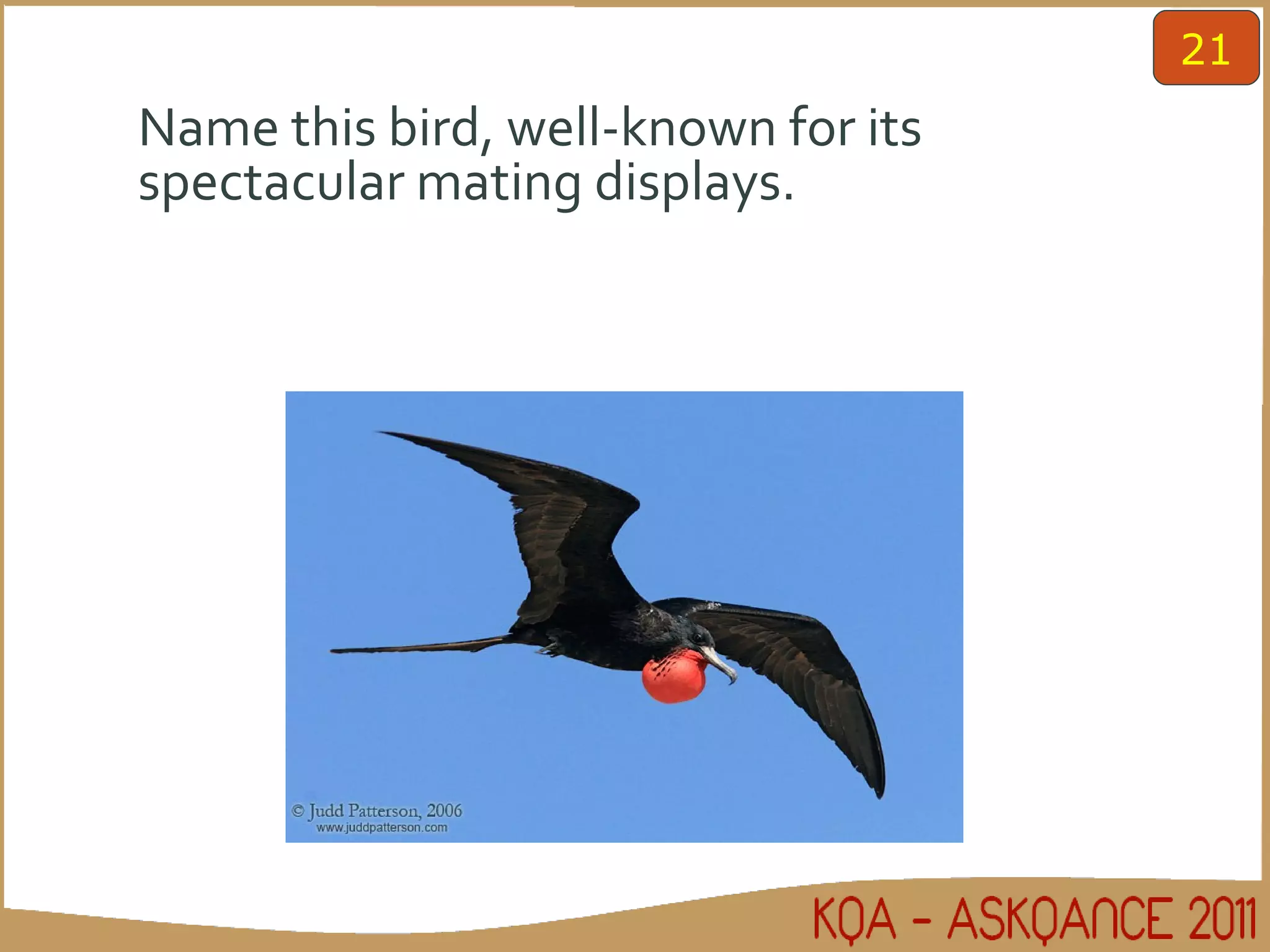 Name this bird, well-known for its spectacular mating displays. 21 