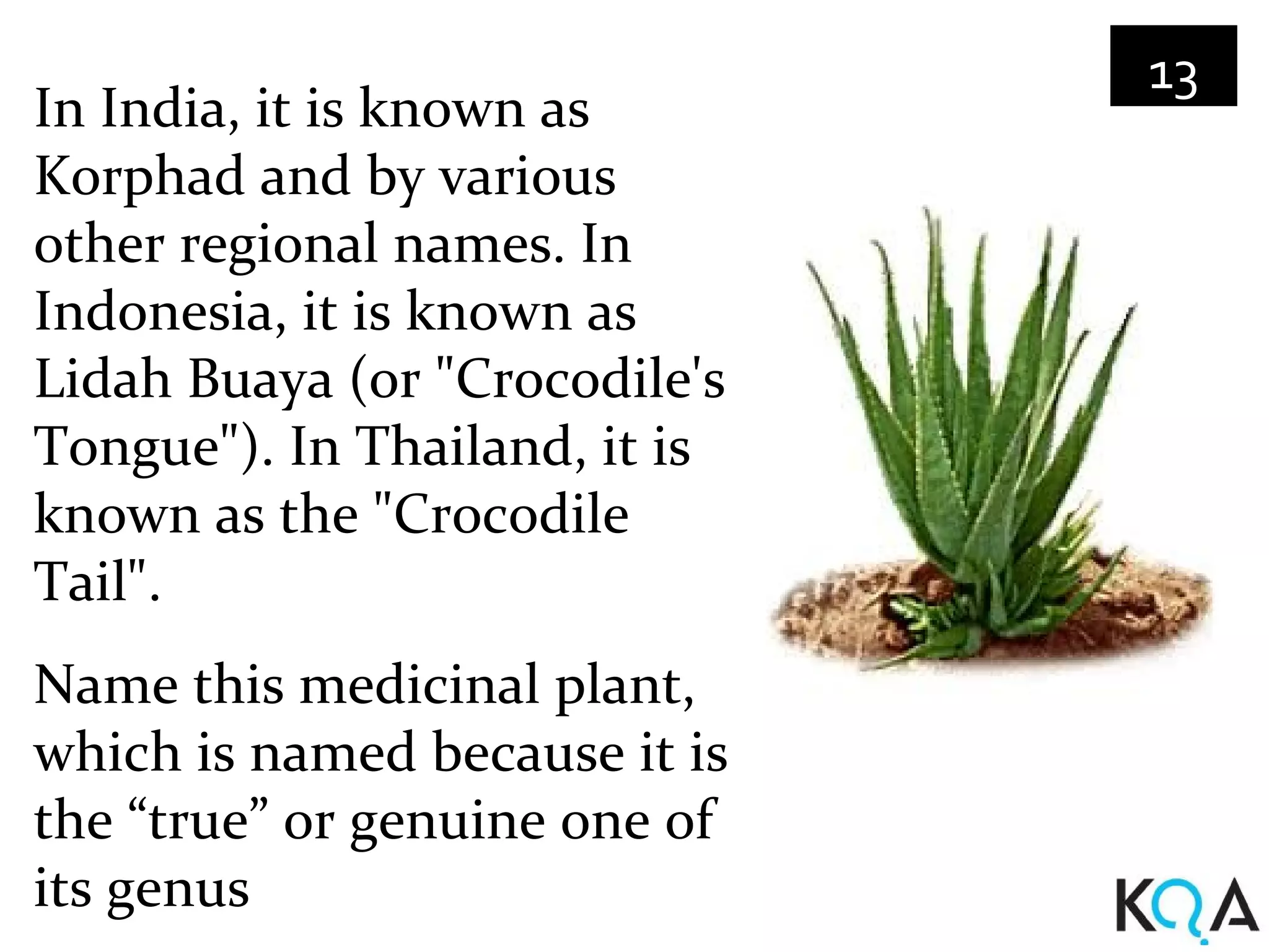 13
In India, it is known as
Korphad and by various
other regional names. In
Indonesia, it is known as
Lidah Buaya (or "Crocodile's
Tongue"). In Thailand, it is
known as the "Crocodile
Tail".
Name this medicinal plant,
which is named because it is
the “true” or genuine one of
its genus
 