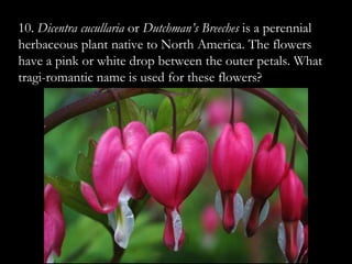 10. Dicentra cucullaria or Dutchman’s Breeches is a perennial
herbaceous plant native to North America. The flowers
have a pink or white drop between the outer petals. What
tragi-romantic name is used for these flowers?
 