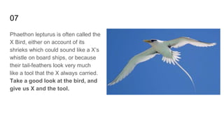 07
Phaethon lepturus is often called the
X Bird, either on account of its
shrieks which could sound like a X’s
whistle on board ships, or because
their tail-feathers look very much
like a tool that the X always carried.
Take a good look at the bird, and
give us X and the tool.
 